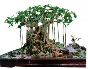 Bí quyết chăm sóc cây xanh tại nhà
