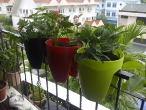 Khảo sát các chủng loại chậu cây cảnh hút khách đầu Hè