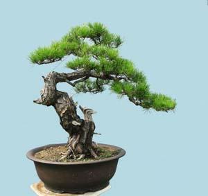 ky-thuat-cham-soc-cay-bonsai